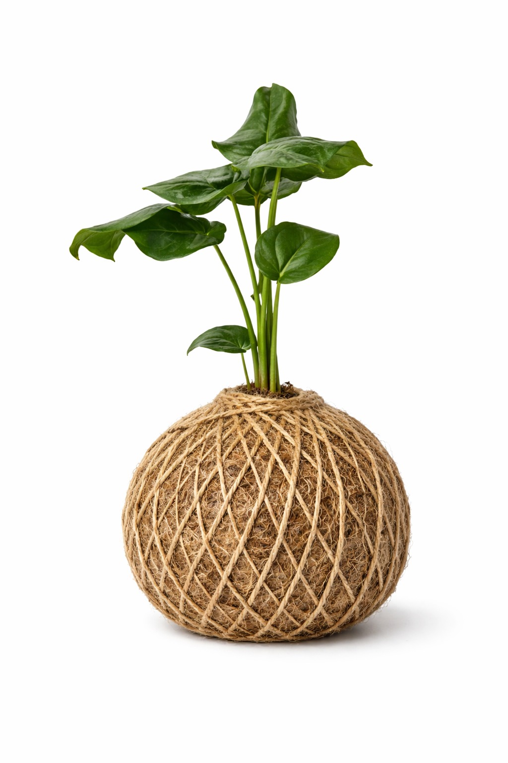 Planta Monstera