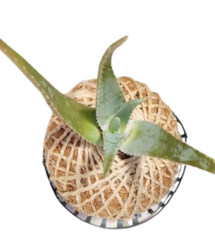 Urna Ecológica Sábila